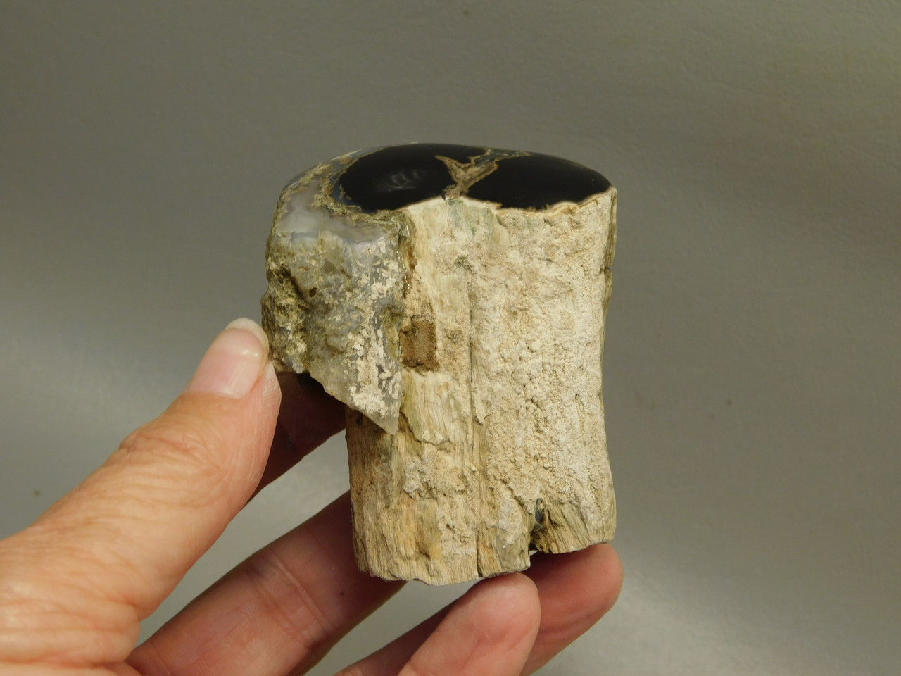 Petrified Wood Polished Limb Blue Forest Eden Valley Wyoming #OEV6