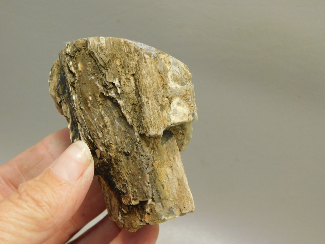 Petrified Wood Polished Limb Blue Forest Eden Valley Wyoming #OEV6