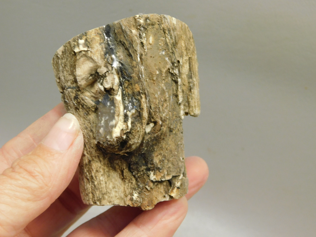 Petrified Wood Polished Limb Blue Forest Eden Valley Wyoming #OEV6