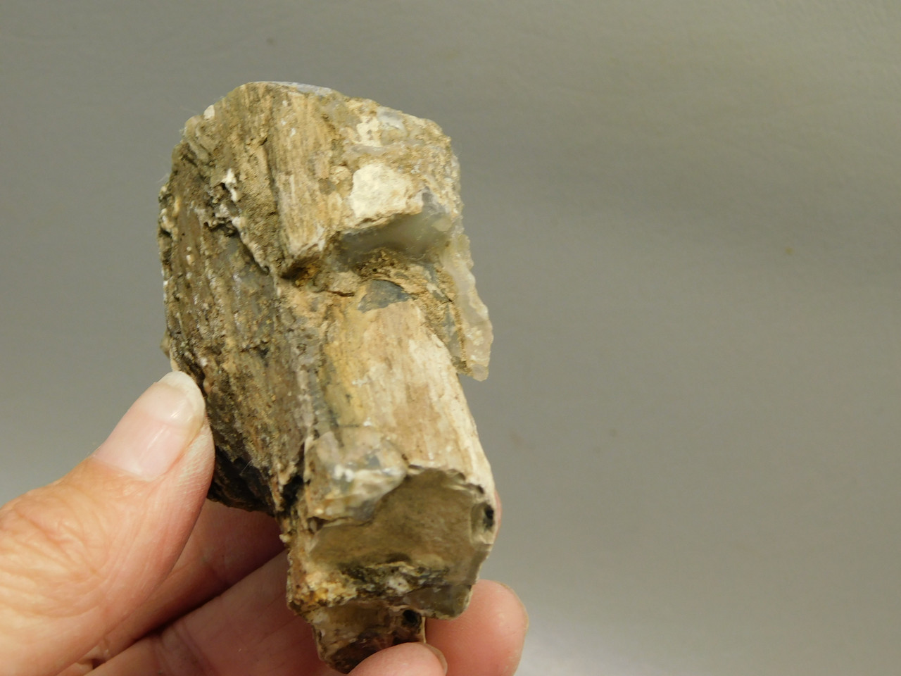 Petrified Wood Polished Limb Blue Forest Eden Valley Wyoming #OEV6