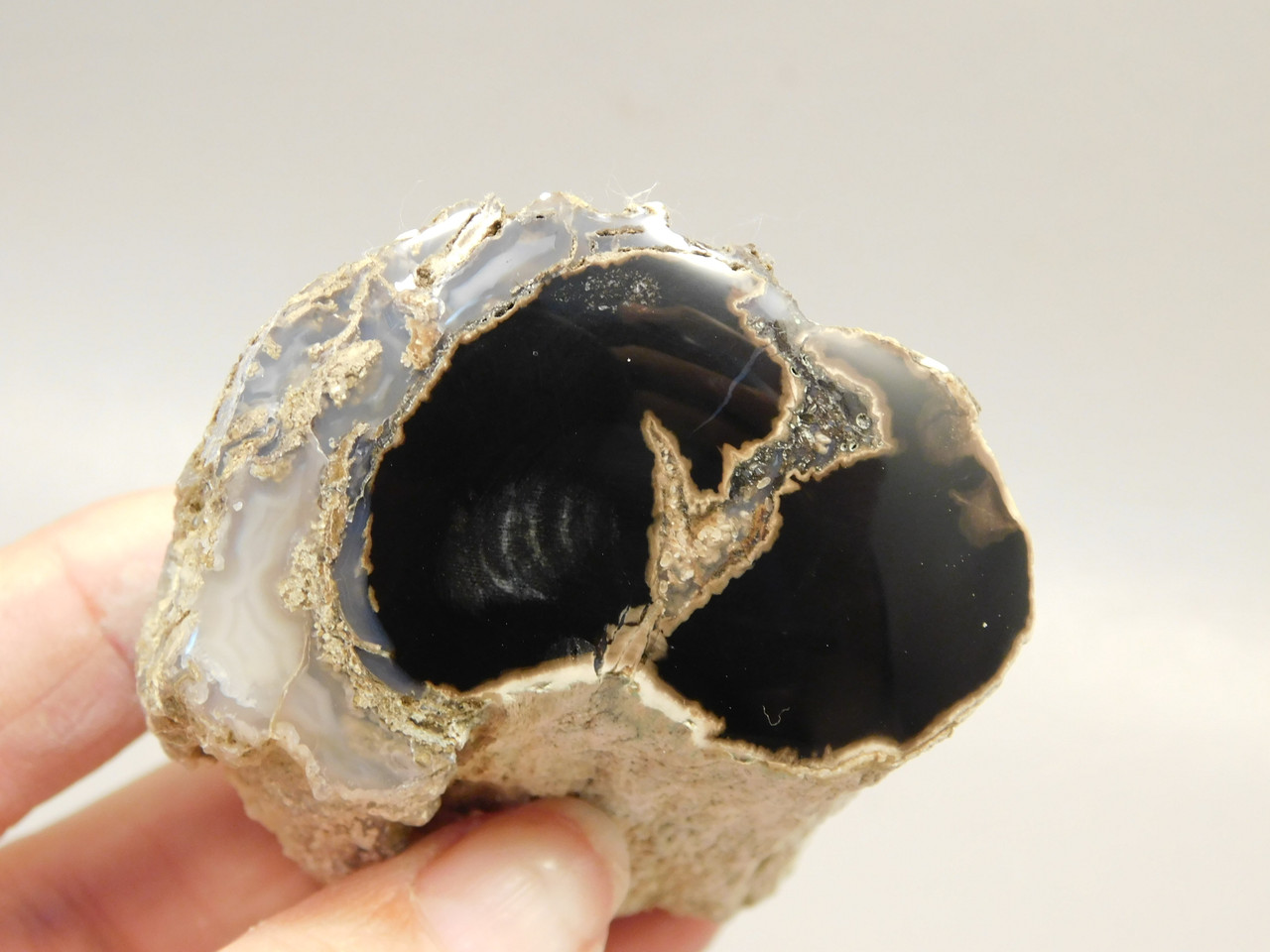 Petrified Wood Polished Limb Blue Forest Eden Valley Wyoming #OEV6