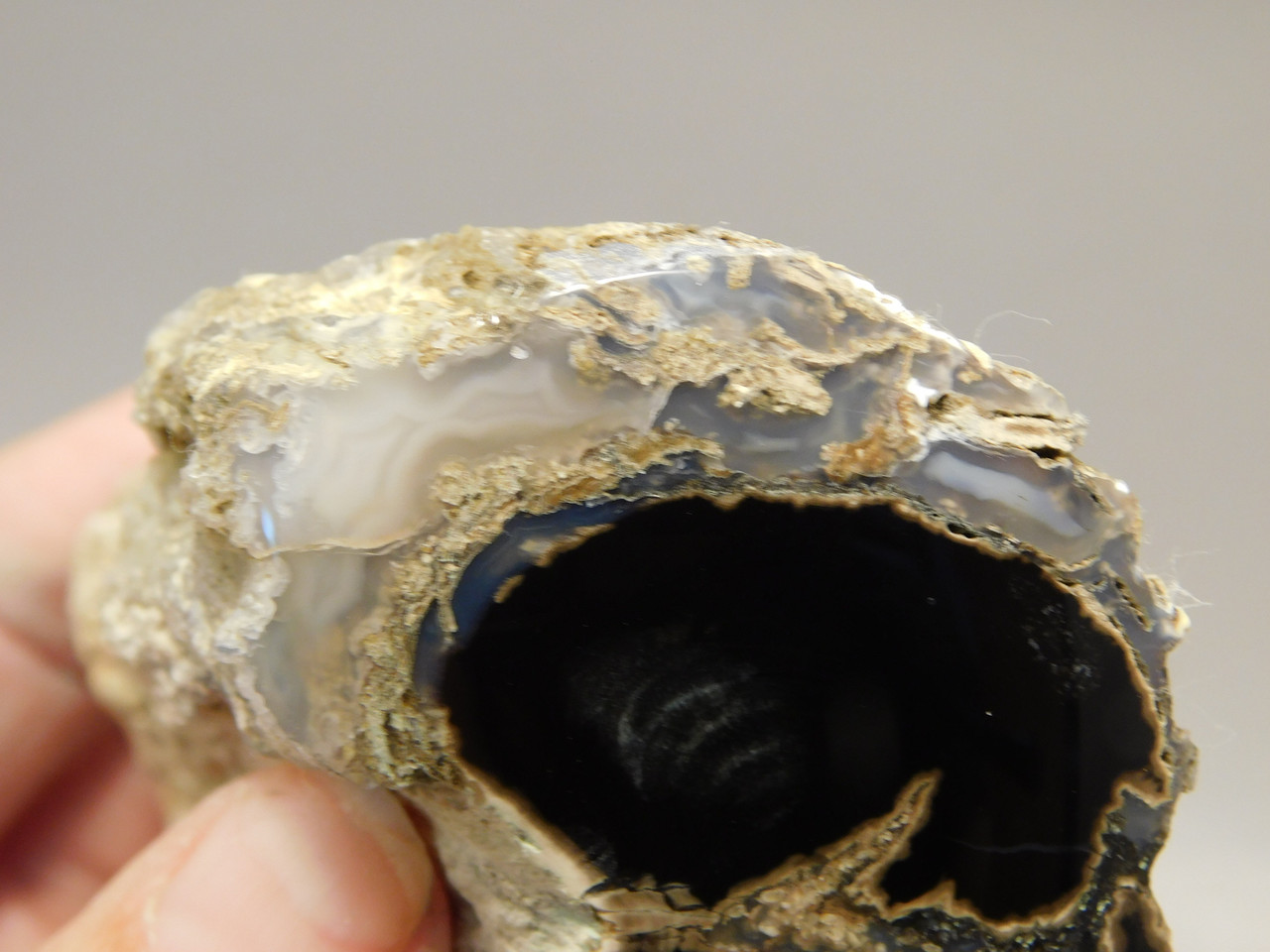 Petrified Wood Polished Limb Blue Forest Eden Valley Wyoming #OEV6