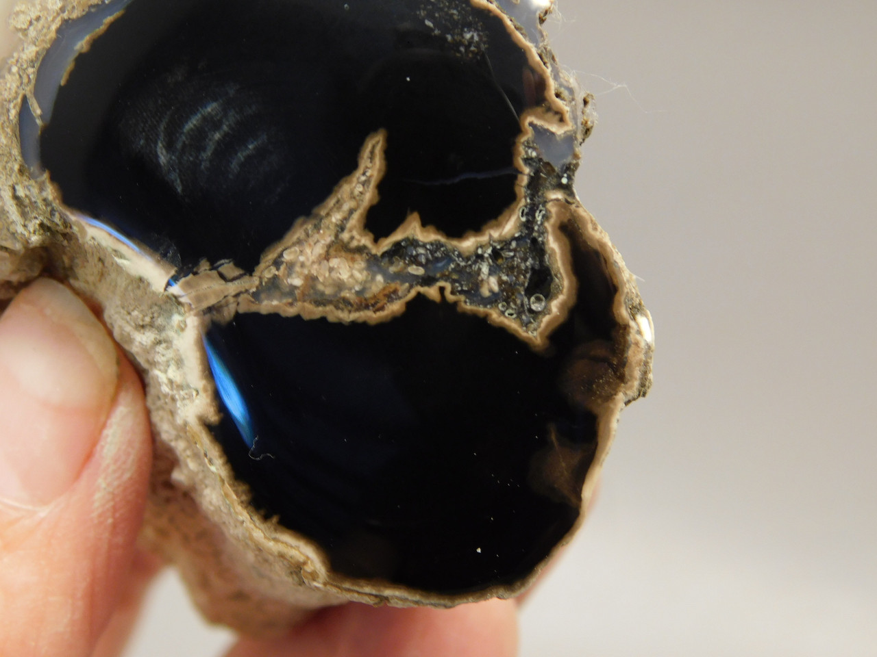 Petrified Wood Polished Limb Blue Forest Eden Valley Wyoming #OEV6