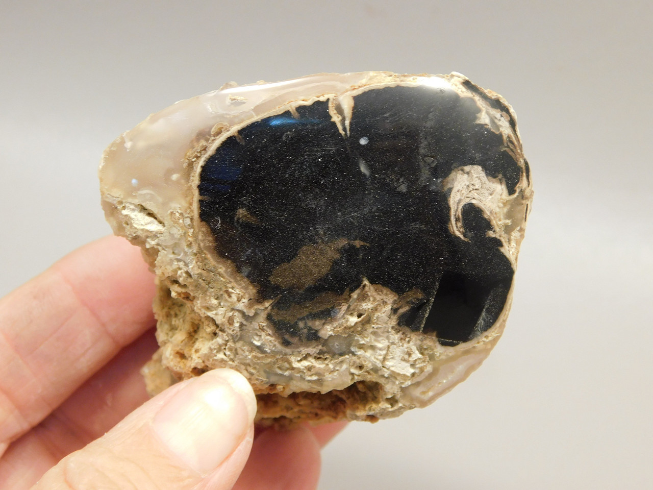 Petrified Wood Polished Limb Eden Valley Wyoming #OEVO6