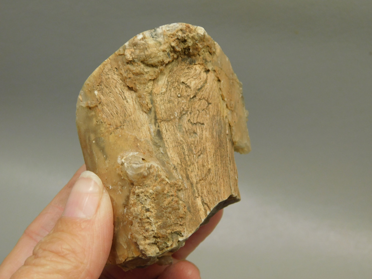 Petrified Wood Polished Limb Eden Valley Wyoming #OEVO6