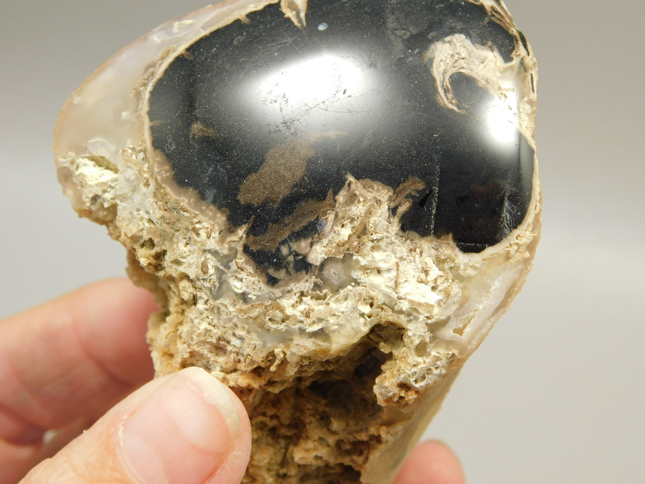 Petrified Wood Polished Limb Eden Valley Wyoming #OEVO6