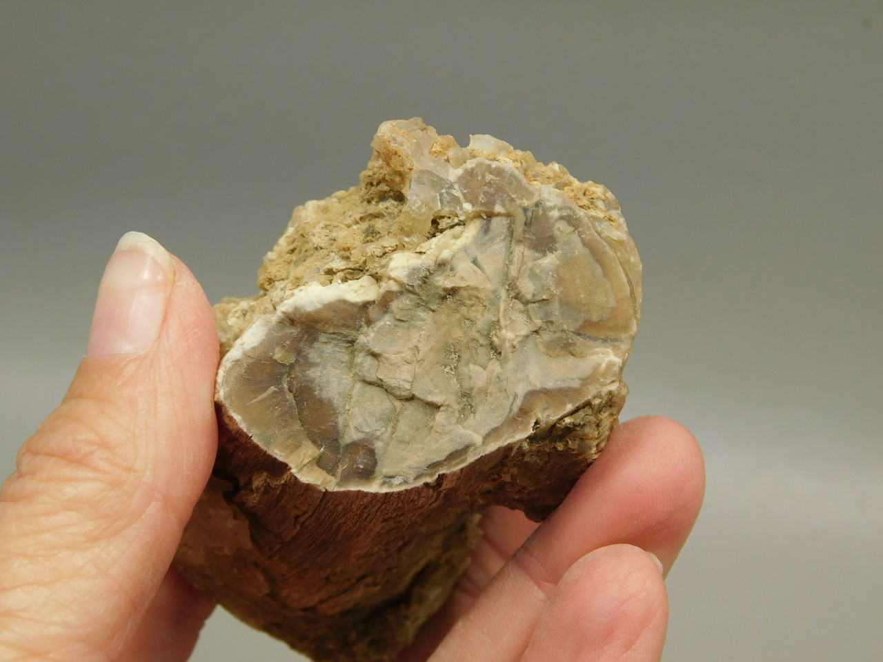 Petrified Wood Polished Limb Eden Valley Wyoming #OEVO6
