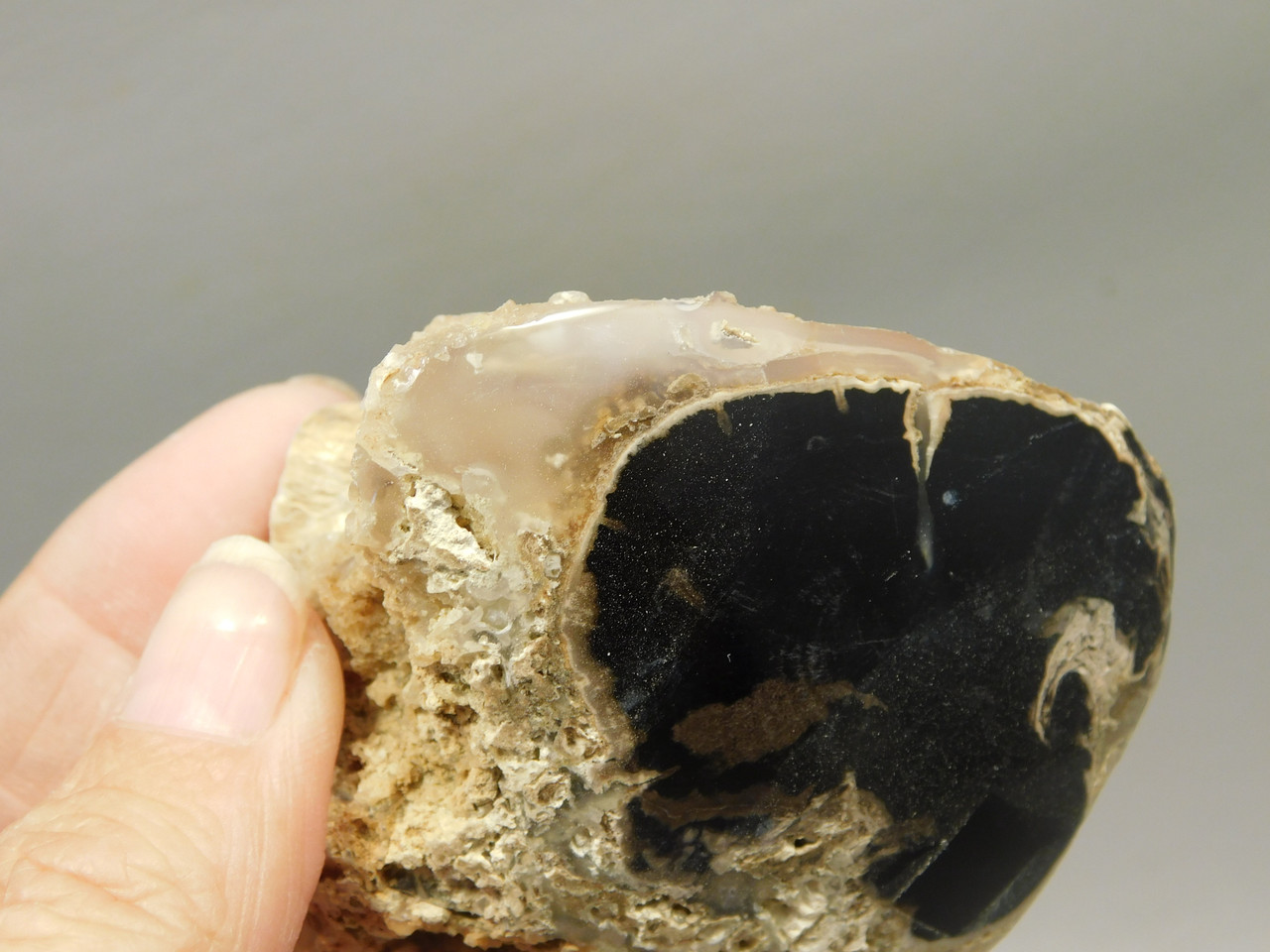 Petrified Wood Polished Limb Eden Valley Wyoming #OEVO6