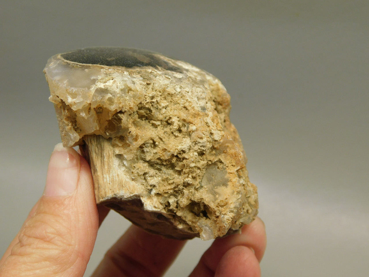 Petrified Wood Polished Limb Eden Valley Wyoming #OEVO6