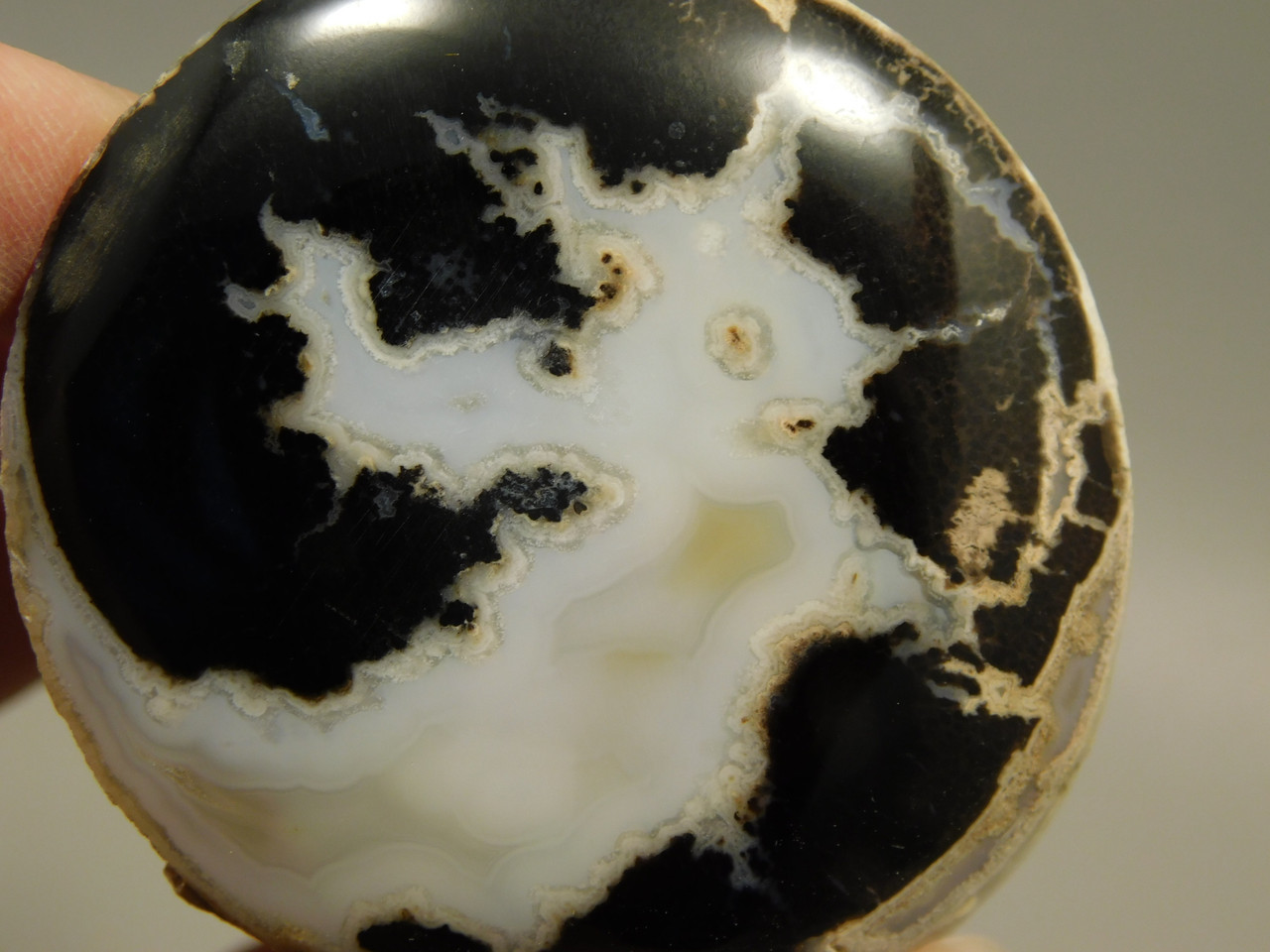 Petrified Wood Polished Limb Eden Valley Wyoming #OEVO8