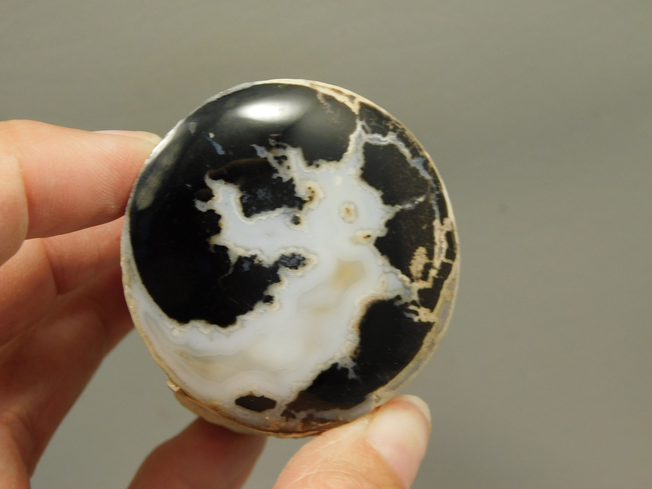 Petrified Wood Polished Limb Eden Valley Wyoming #OEVO8