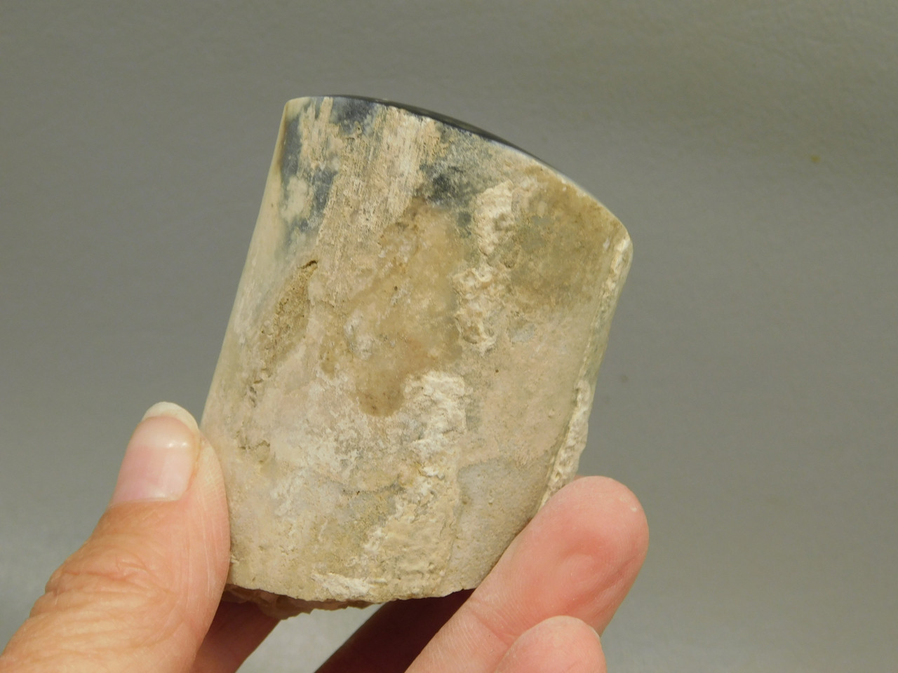 Petrified Wood Polished Limb Eden Valley Wyoming #OEVO8