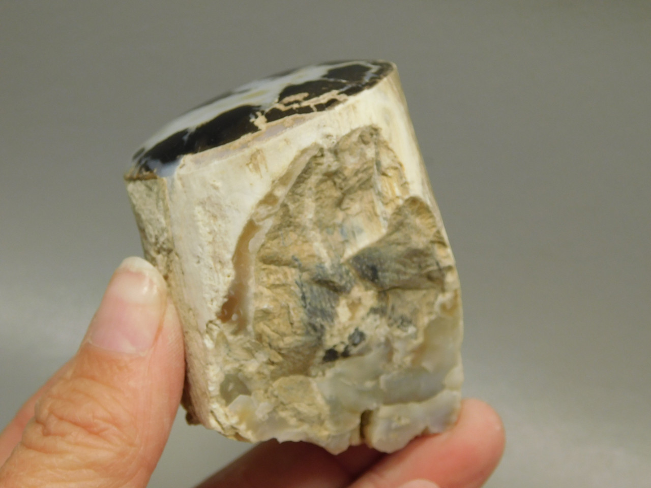 Petrified Wood Polished Limb Eden Valley Wyoming #OEVO8