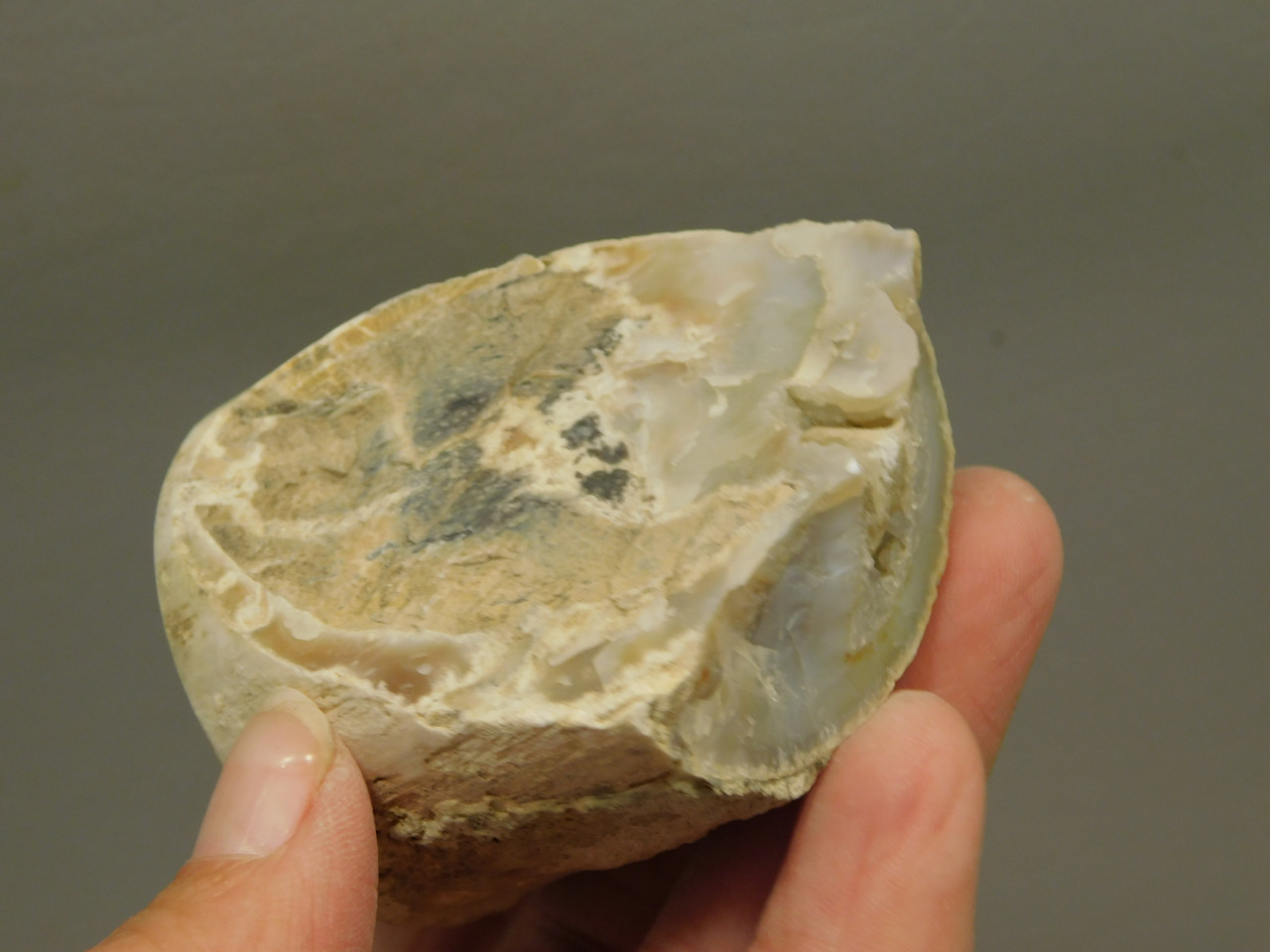 Petrified Wood Polished Limb Eden Valley Wyoming #OEVO8