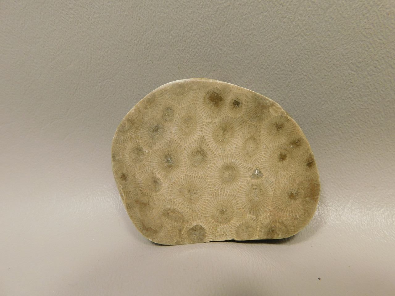 Petoskey Stone Polished Rock Fossil Michigan #O10