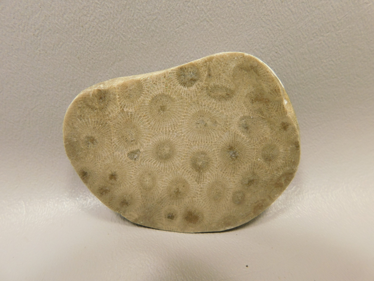 Petoskey Stone Polished Rock Fossil Michigan #O10