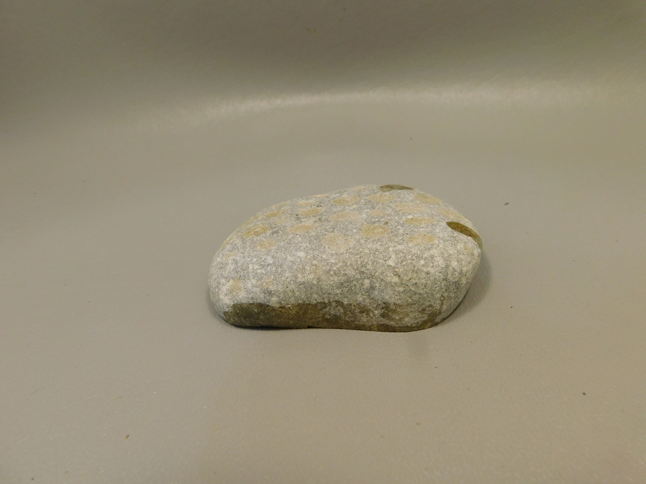 Petoskey Stone Polished Rock Fossil Michigan #O10
