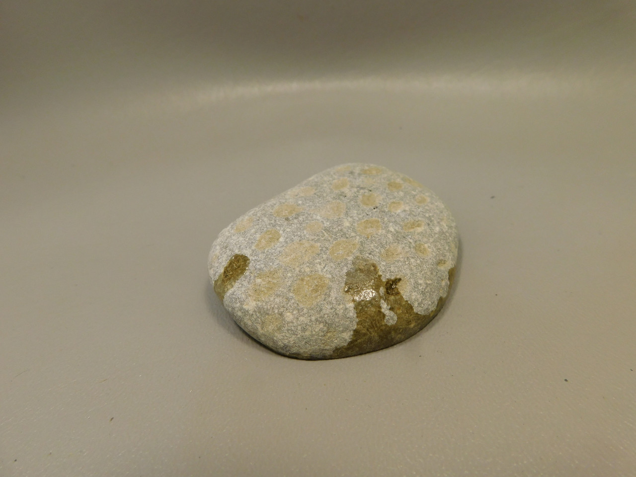 Petoskey Stone Polished Rock Fossil Michigan #O10