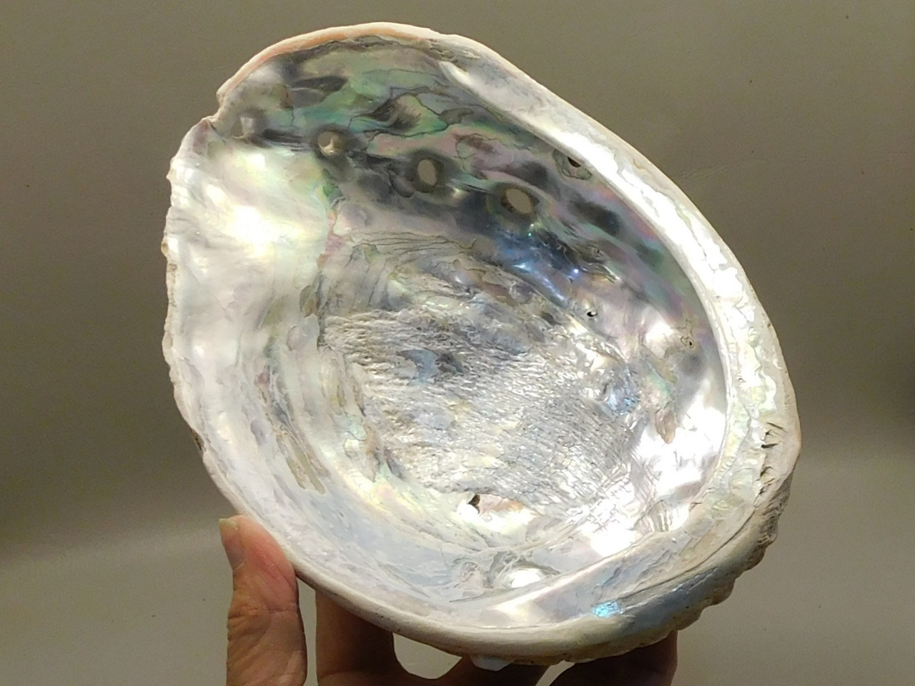 Iridescent Abalone Shell Large 8 inch Natural Silvery Pink #O1