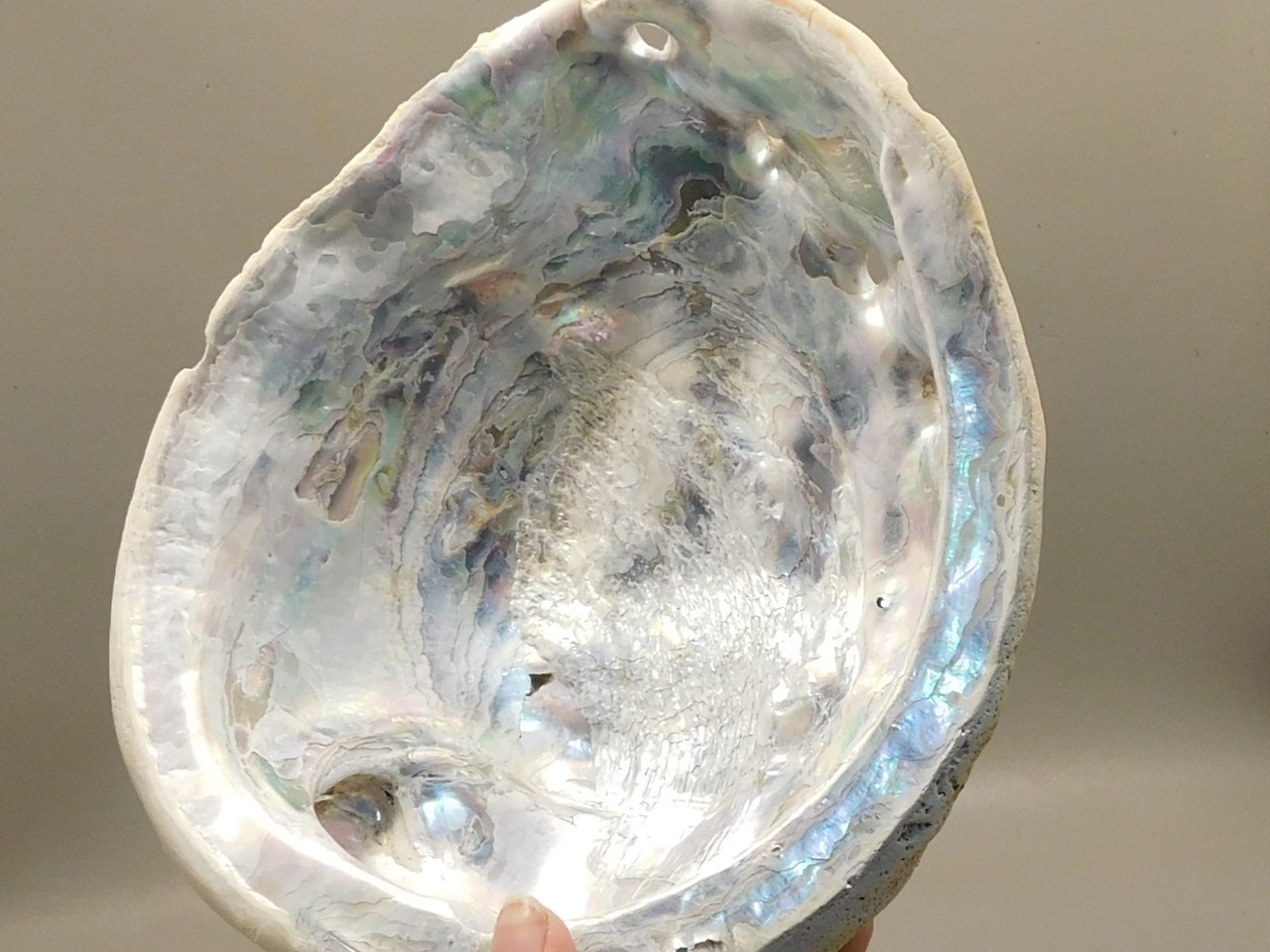 Iridescent Abalone Shell Large 8 inch Natural Silvery Pink #O1