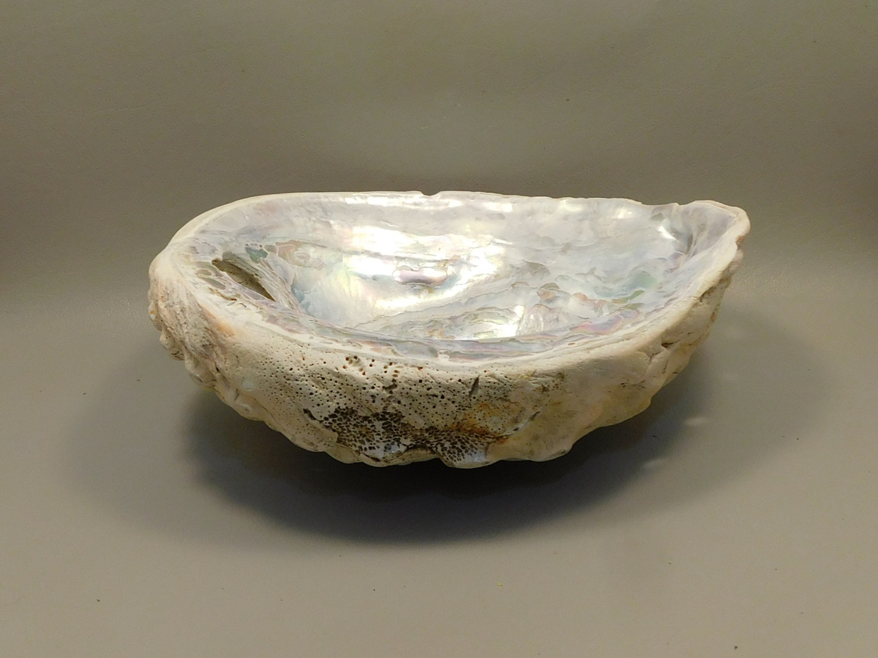 Iridescent Abalone Shell Large 8 inch Natural Silvery Pink #O1