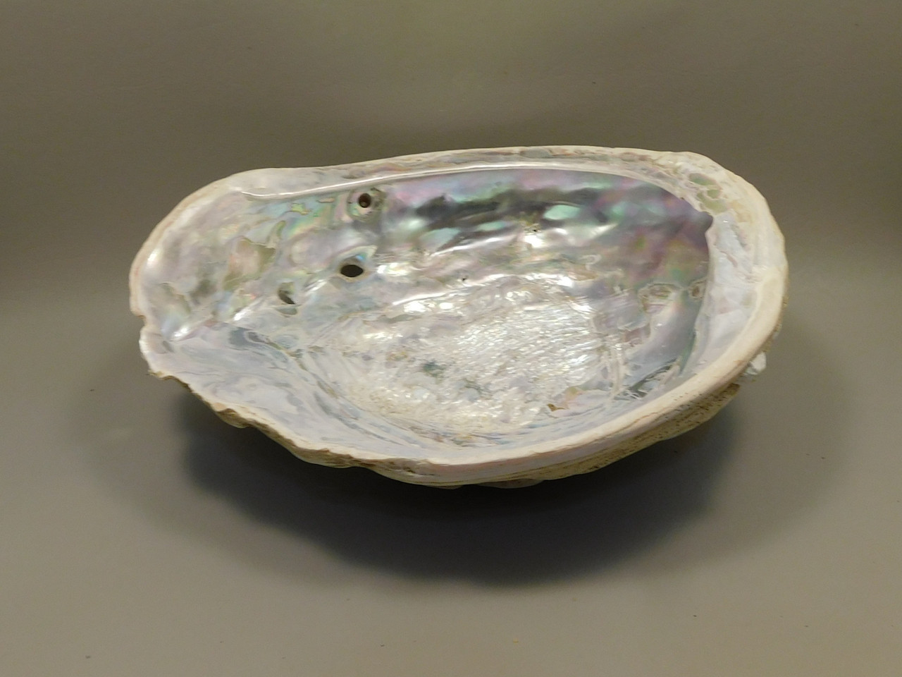Iridescent Abalone Shell Large 8 inch Natural Silvery Pink #O1