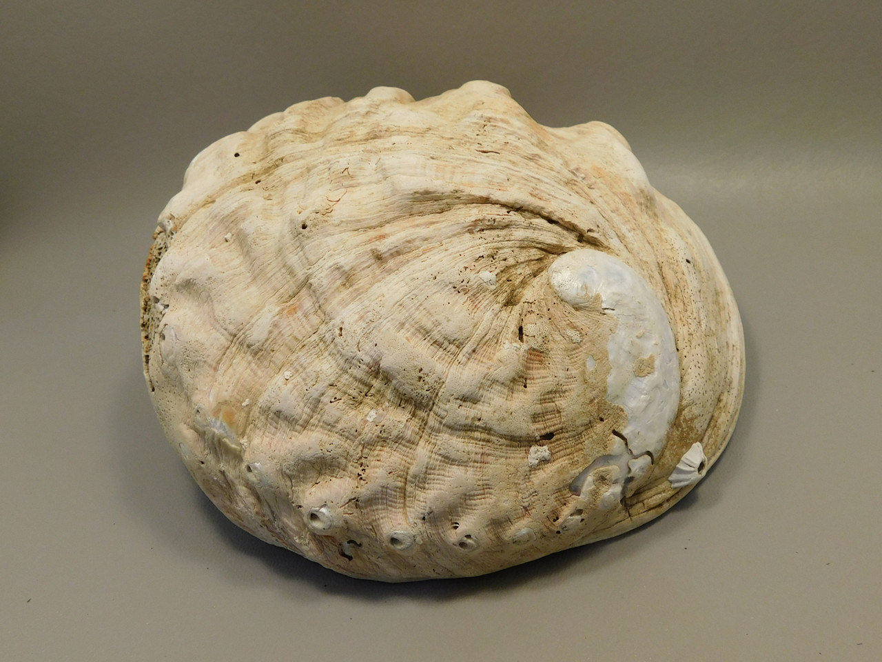 Iridescent Abalone Shell Large 8 inch Natural Silvery Pink #O1