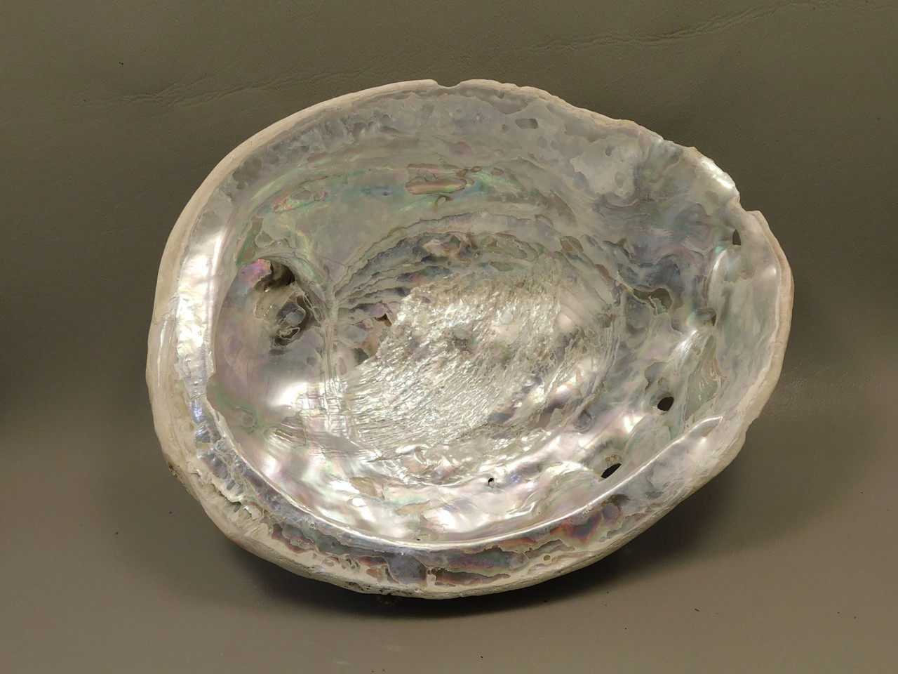 Iridescent Abalone Shell Large 8 inch Natural Silvery Pink #O1