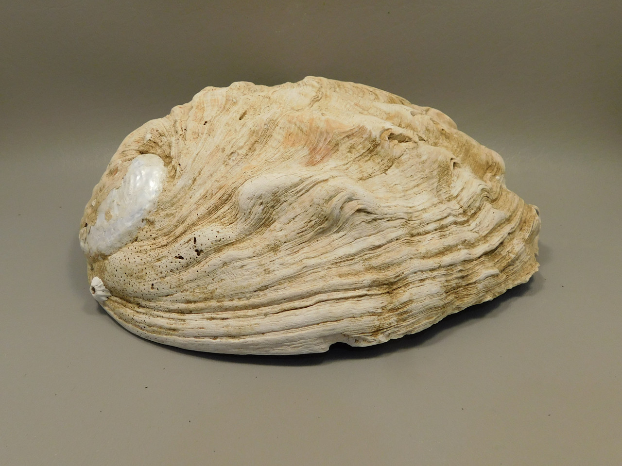 Iridescent Abalone Shell Large 8 inch Natural Silvery Pink #O1