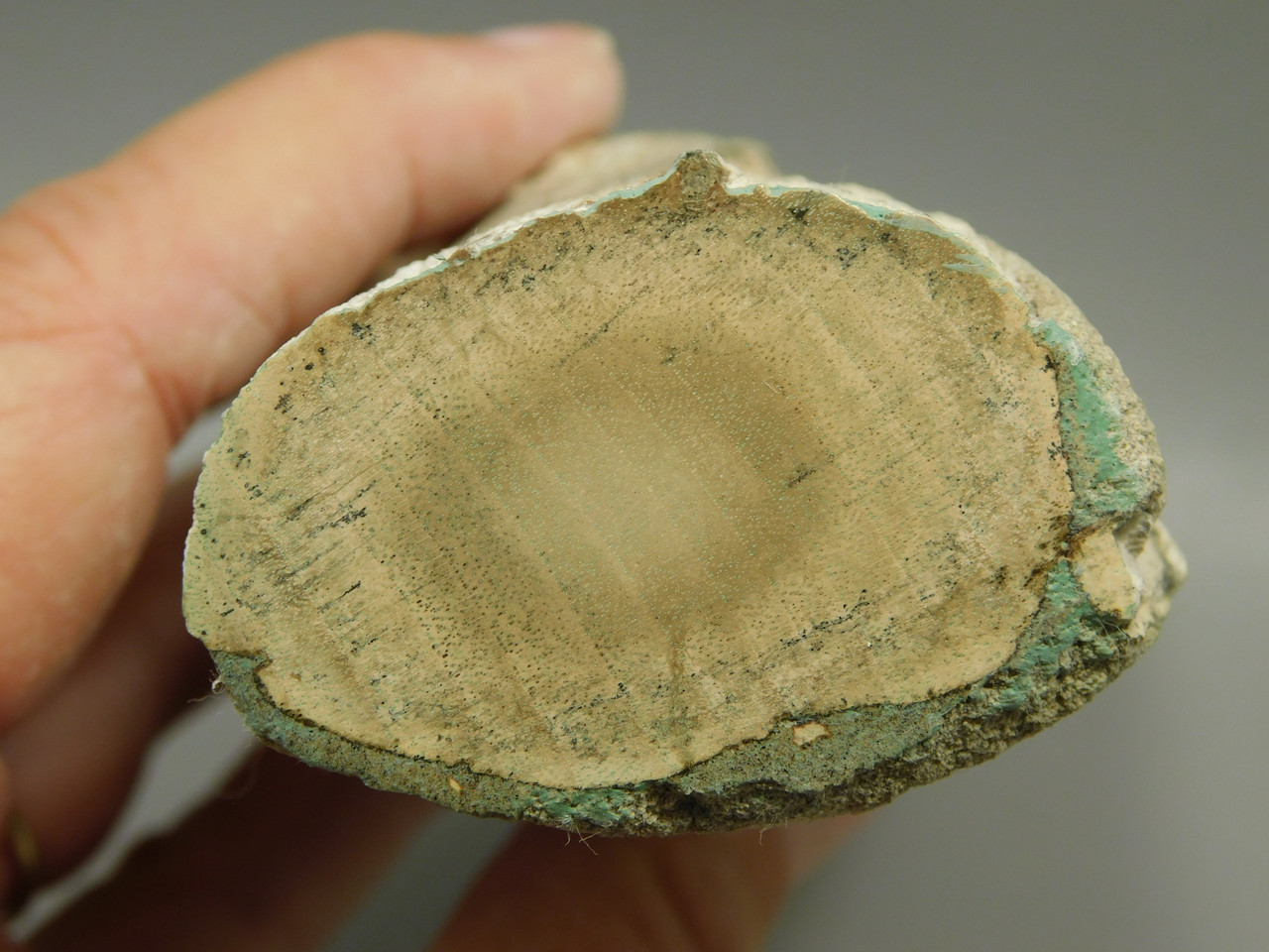 Petrified Wood Polished Limb Bruneau Woodpile Idaho #OBWO12