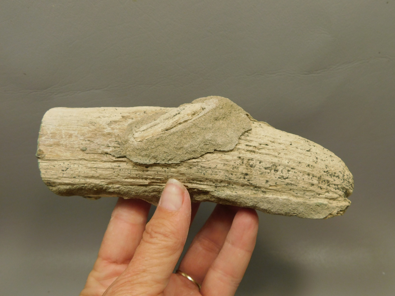 Petrified Wood Polished Limb Bruneau Woodpile Idaho #OBWO12