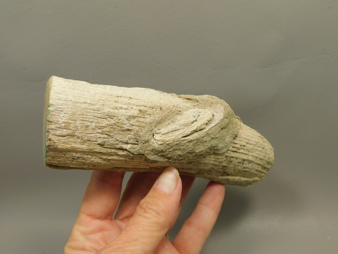 Petrified Wood Polished Limb Bruneau Woodpile Idaho #OBWO12