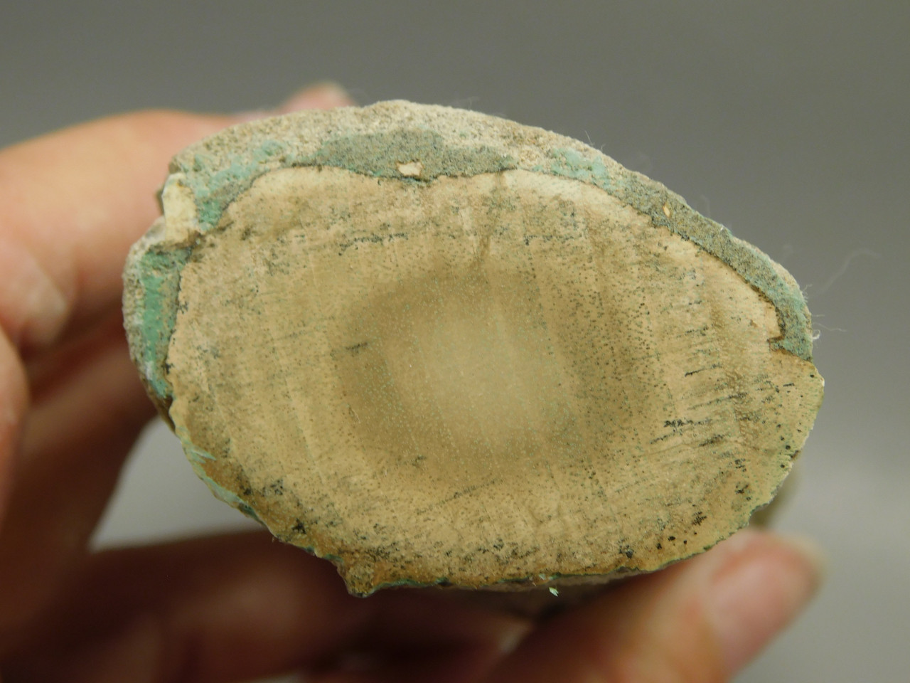 Petrified Wood Polished Limb Bruneau Woodpile Idaho #OBWO12