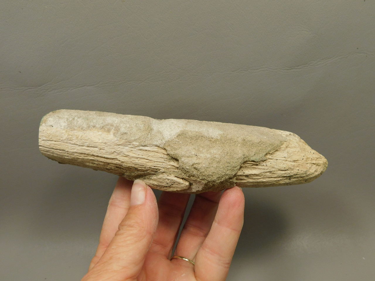 Petrified Wood Polished Limb Bruneau Woodpile Idaho #OBWO12
