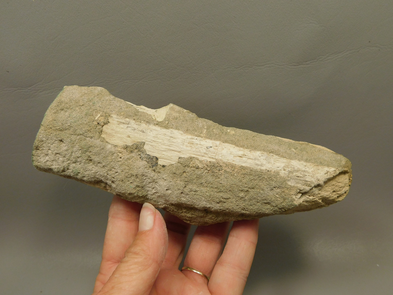 Petrified Wood Polished Limb Bruneau Woodpile Idaho #OBWO12