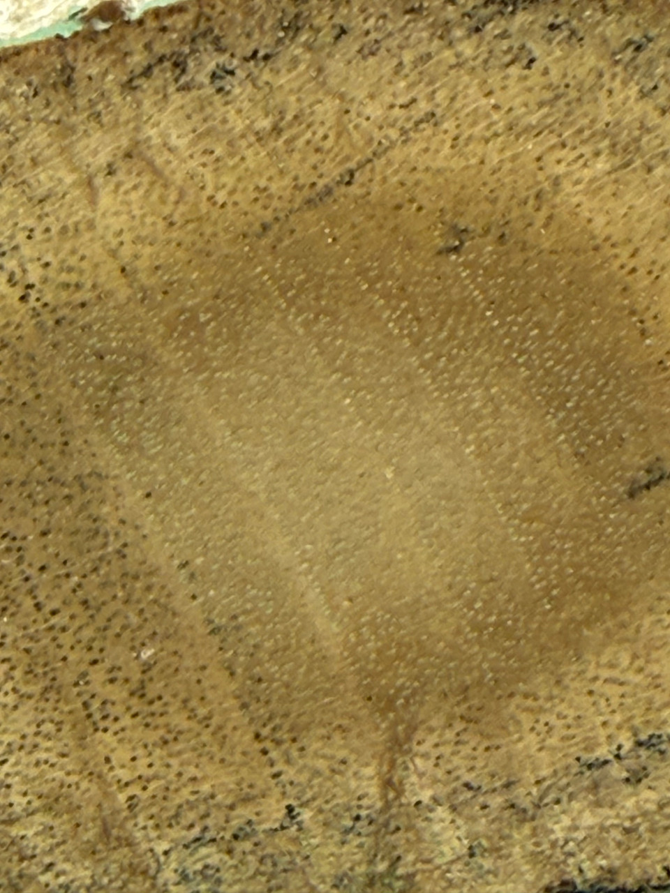 Petrified Wood Polished Limb Bruneau Woodpile Idaho #OBWO12