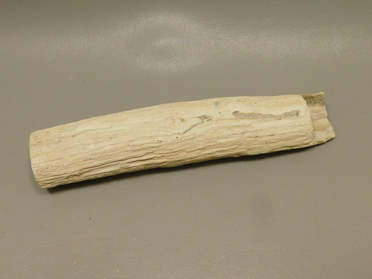 Petrified Wood Polished Limb Bruneau Woodpile Idaho #OBWO13