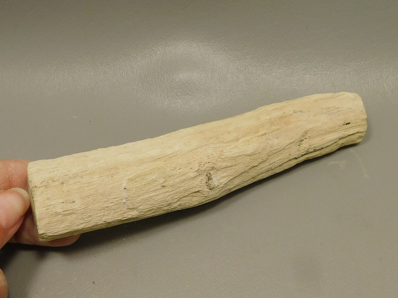 Petrified Wood Polished Limb Bruneau Woodpile Idaho #OBWO13