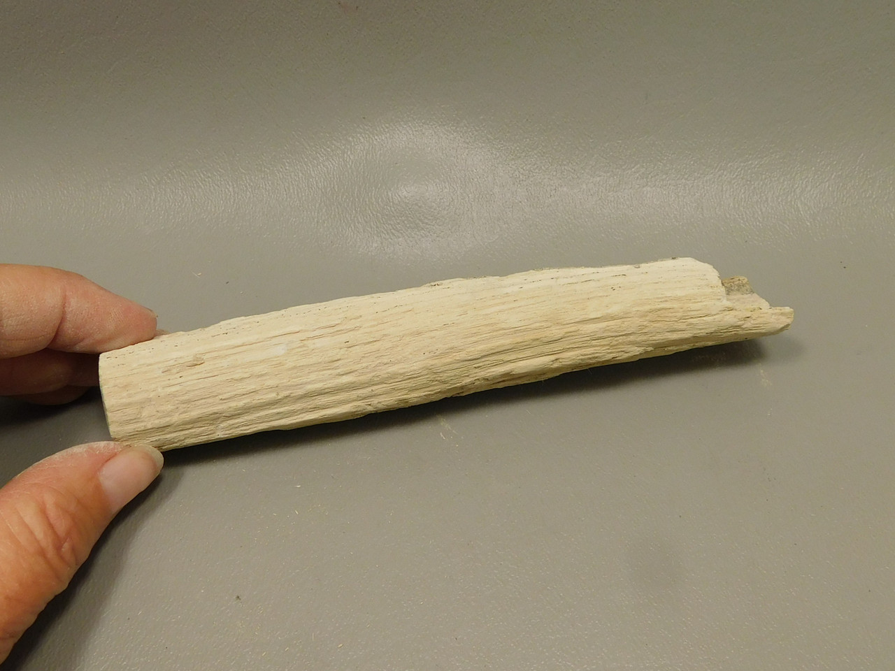 Petrified Wood Polished Limb Bruneau Woodpile Idaho #OBWO13