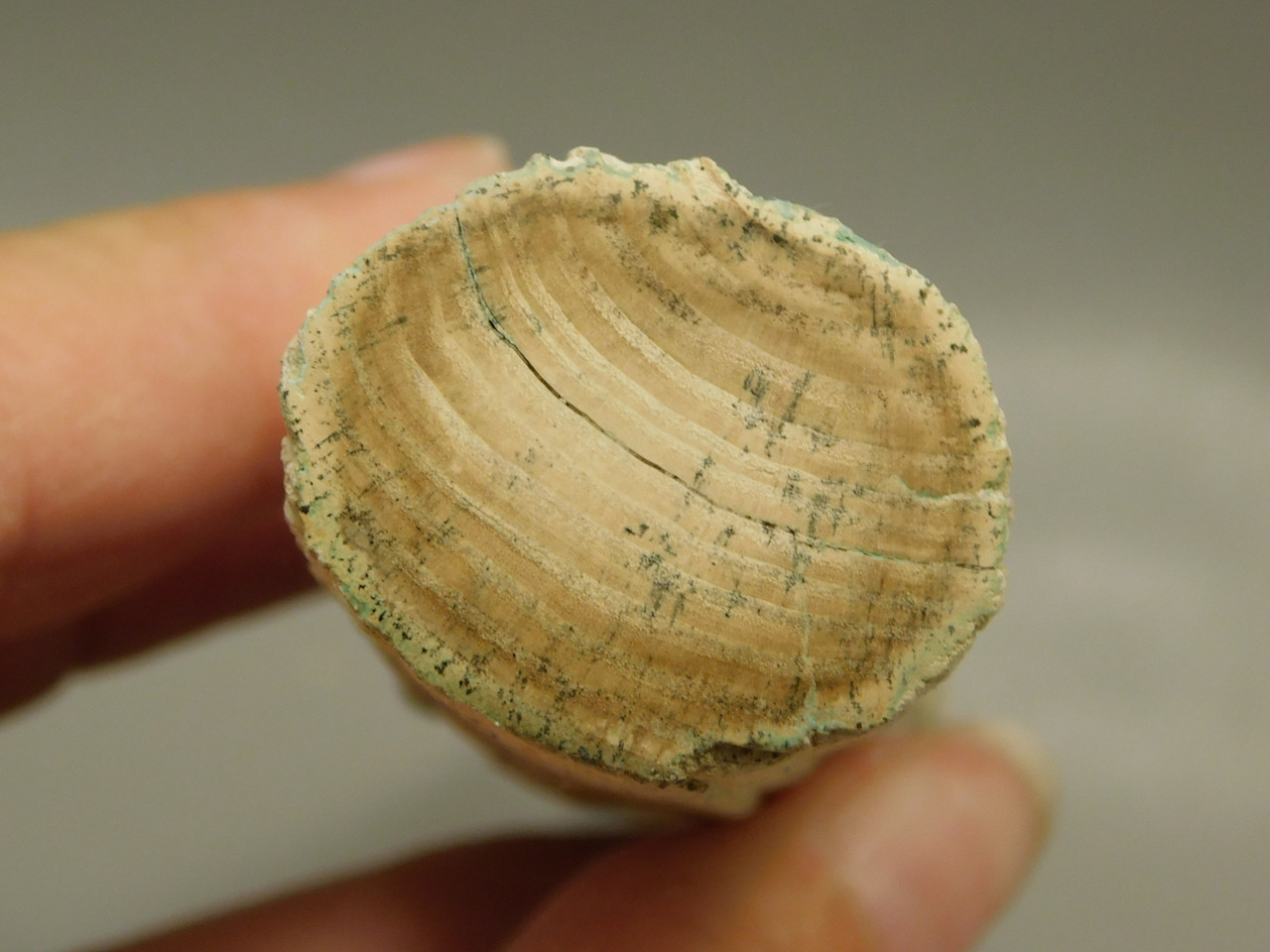 Petrified Wood Polished Limb Bruneau Woodpile Idaho #OBWO13