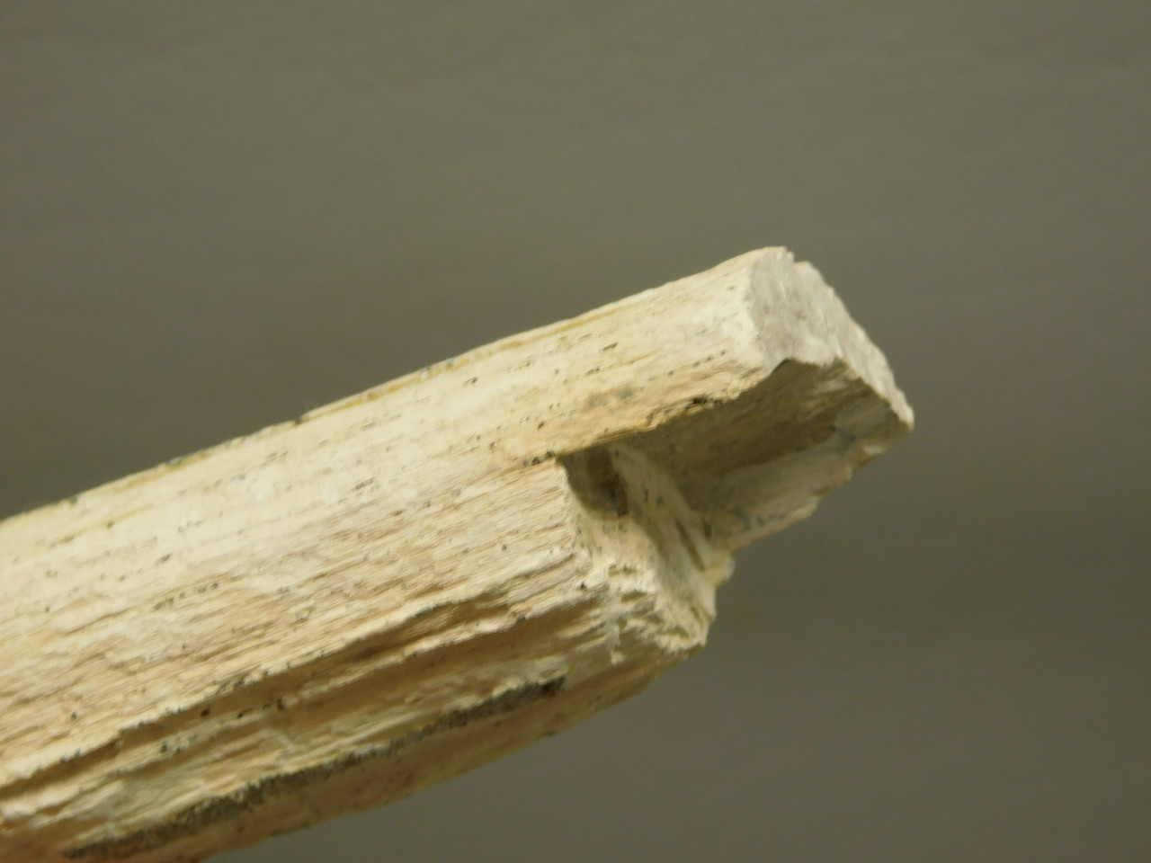 Petrified Wood Polished Limb Bruneau Woodpile Idaho #OBWO13