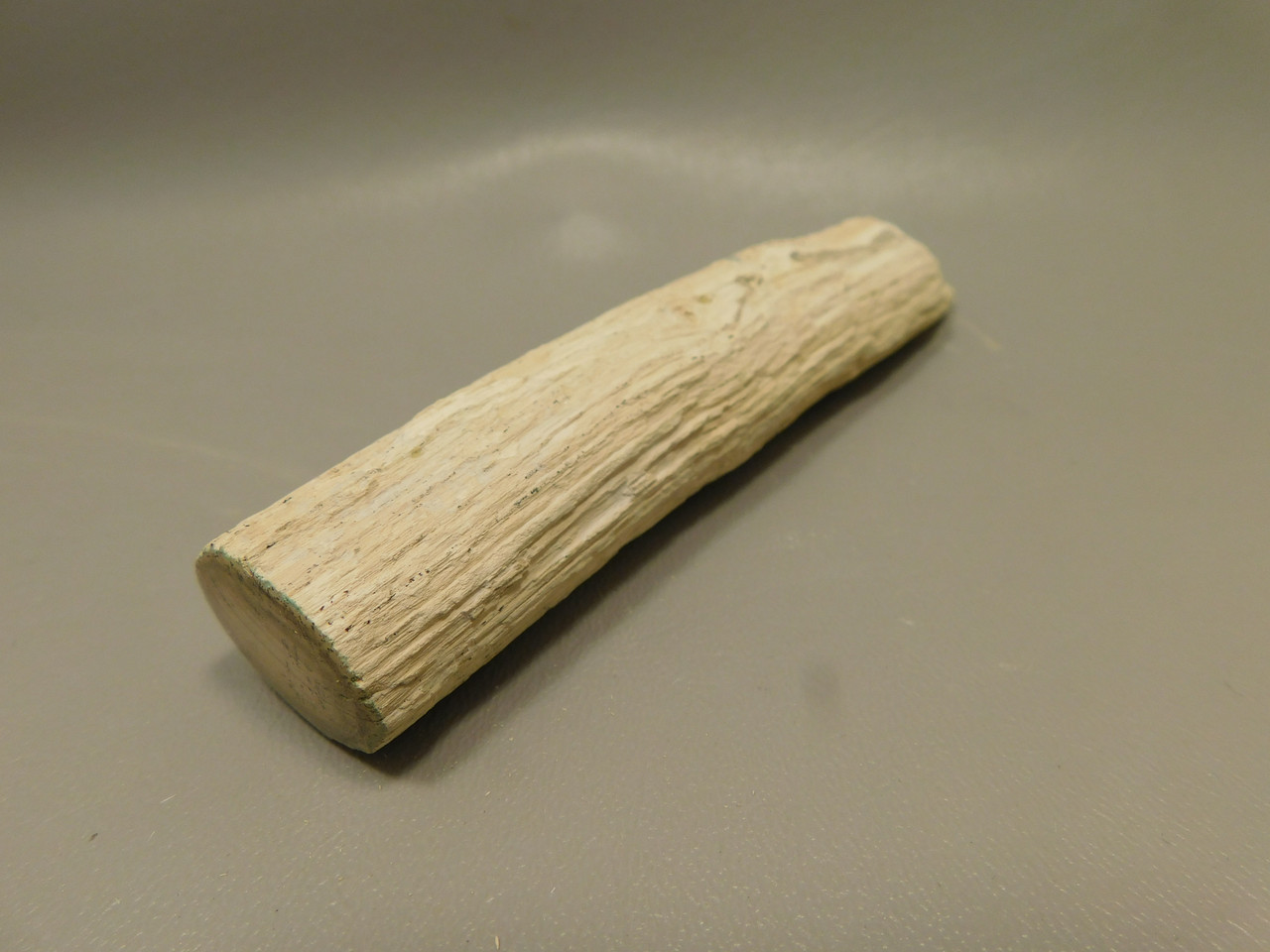 Petrified Wood Polished Limb Bruneau Woodpile Idaho #OBWO13