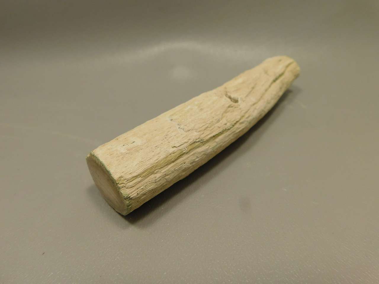 Petrified Wood Polished Limb Bruneau Woodpile Idaho #OBWO13