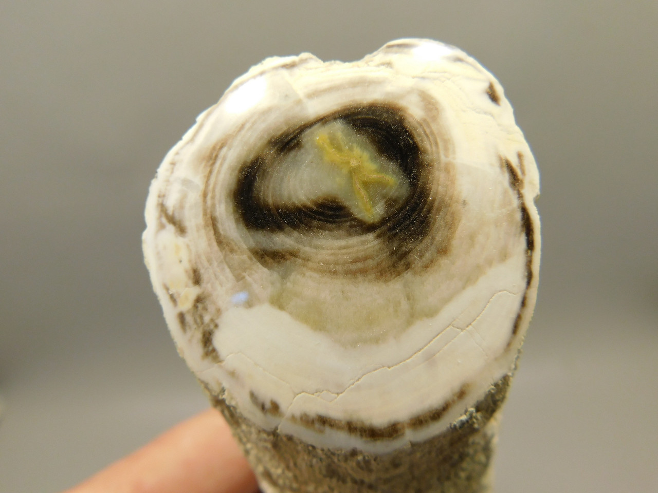 Petrified Wood Polished Limb Bruneau Woodpile Idaho #OBWO14