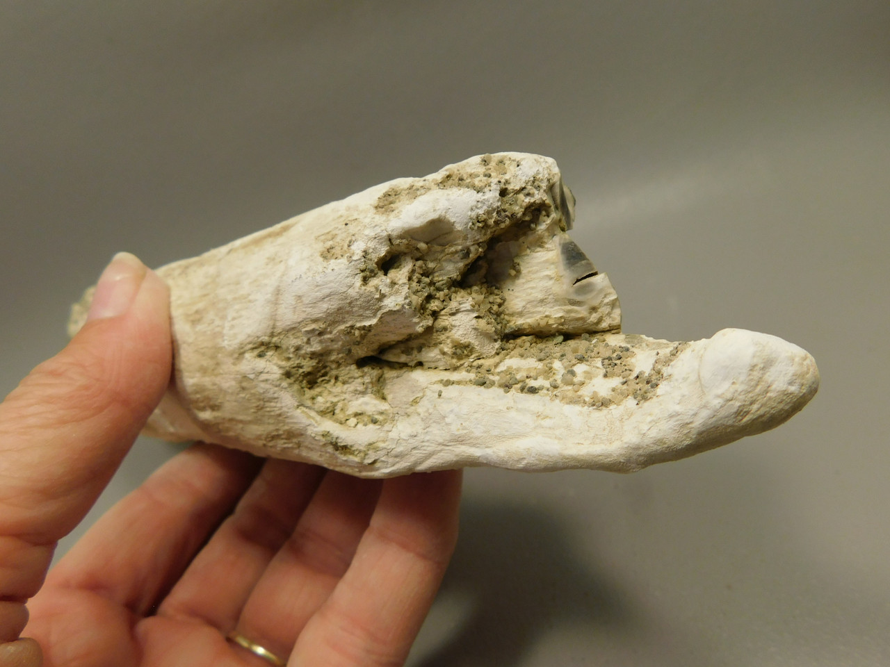 Petrified Wood Polished Limb Bruneau Woodpile Idaho #OBWO14