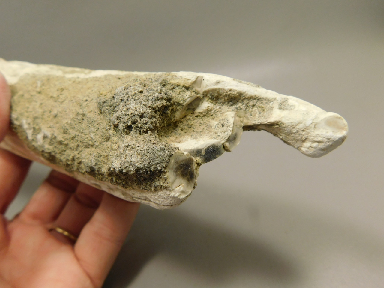Petrified Wood Polished Limb Bruneau Woodpile Idaho #OBWO14