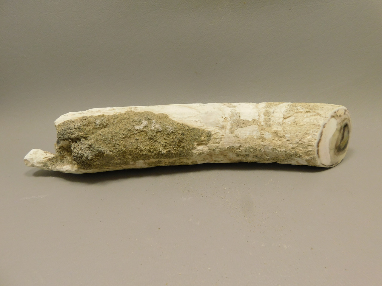 Petrified Wood Polished Limb Bruneau Woodpile Idaho #OBWO14