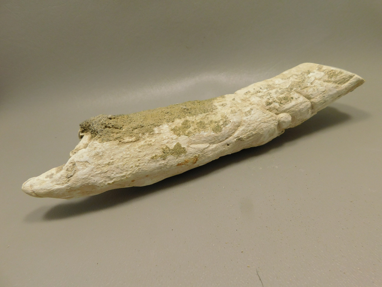 Petrified Wood Polished Limb Bruneau Woodpile Idaho #OBWO14