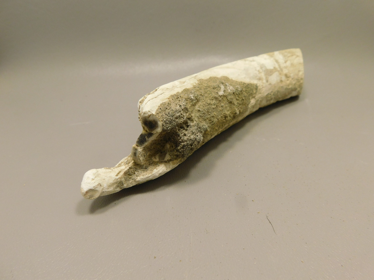 Petrified Wood Polished Limb Bruneau Woodpile Idaho #OBWO14