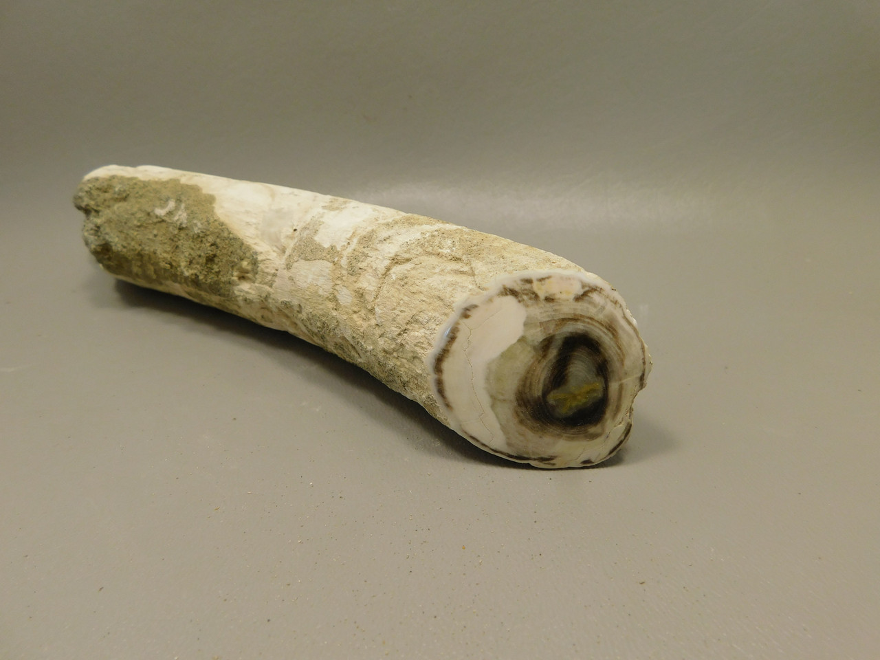 Petrified Wood Polished Limb Bruneau Woodpile Idaho #OBWO14